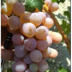 KEKLİK KANI ÜZÜMÜ